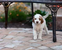 Mochi, a female Miniature Labradoodle and Australian Labradoodle for sale in Watsontown, PA – 1 of 8