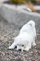 Yeti, a male Labradoodle and Australian Labradoodle for sale in Watsontown, PA – 9 of 10