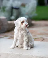 Sugar, a female Miniature Labradoodle and Australian Labradoodle for sale in Watsontown, PA – 6 of 9