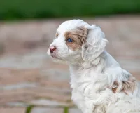 Sugar, a female Miniature Labradoodle and Australian Labradoodle for sale in Watsontown, PA – 5 of 9