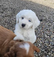 Yeti, a male Labradoodle and Australian Labradoodle for sale in Watsontown, PA – 8 of 10