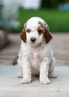 Mochi, a female Miniature Labradoodle and Australian Labradoodle for sale in Watsontown, PA – 3 of 8