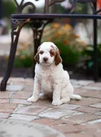 Mochi, a female Miniature Labradoodle and Australian Labradoodle for sale in Watsontown, PA – 5 of 8