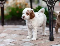Mochi, a female Miniature Labradoodle and Australian Labradoodle for sale in Watsontown, PA – 8 of 8