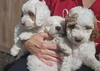 Sugar, a female Miniature Labradoodle and Australian Labradoodle for sale in Watsontown, PA – 9 of 9