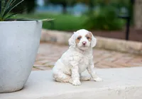 Sugar, a female Miniature Labradoodle and Australian Labradoodle for sale in Watsontown, PA – 4 of 9