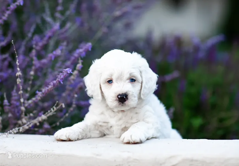 Yeti – Labradoodle, Australian Labradoodle puppy for sale in Watsontown, PA