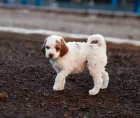 Mochi, a female Miniature Labradoodle and Australian Labradoodle for sale in Watsontown, PA – 7 of 8
