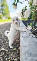 Sugar, a female Miniature Labradoodle and Australian Labradoodle for sale in Watsontown, PA – 8 of 9