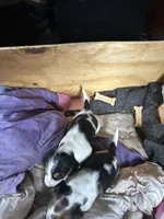 Rick 50, a male Beagle Harrier for sale in Sabattus, ME – Photo 4 of 7