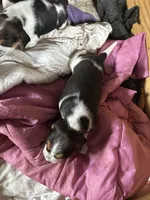 Rick 50, a male Beagle Harrier for sale in Sabattus, ME – Photo 5 of 7