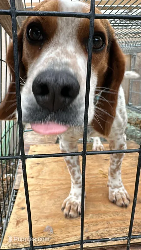 Rick 50 – Beagle Harrier puppy for sale in Sabattus, ME