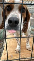 Rick 50, a male Beagle Harrier for sale in Sabattus, ME – Photo 1 of 7