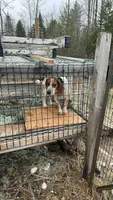 Rick 50, a male Beagle Harrier for sale in Sabattus, ME – Photo 2 of 7