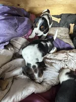 Rick 50, a male Beagle Harrier for sale in Sabattus, ME – Photo 7 of 7