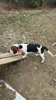 Rick 50, a male Beagle Harrier for sale in Sabattus, ME – Photo 3 of 7