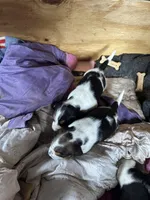 Rick 50, a male Beagle Harrier for sale in Sabattus, ME – Photo 6 of 7