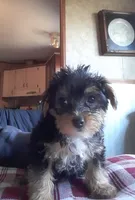 JAMES.      (American pet Registry), a male Yorkshire Terrier for sale in Hartville, MO – Photo 4 of 4