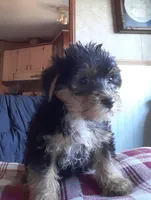 JAMES.      (American pet Registry), a male Yorkshire Terrier for sale in Hartville, MO – Photo 2 of 4