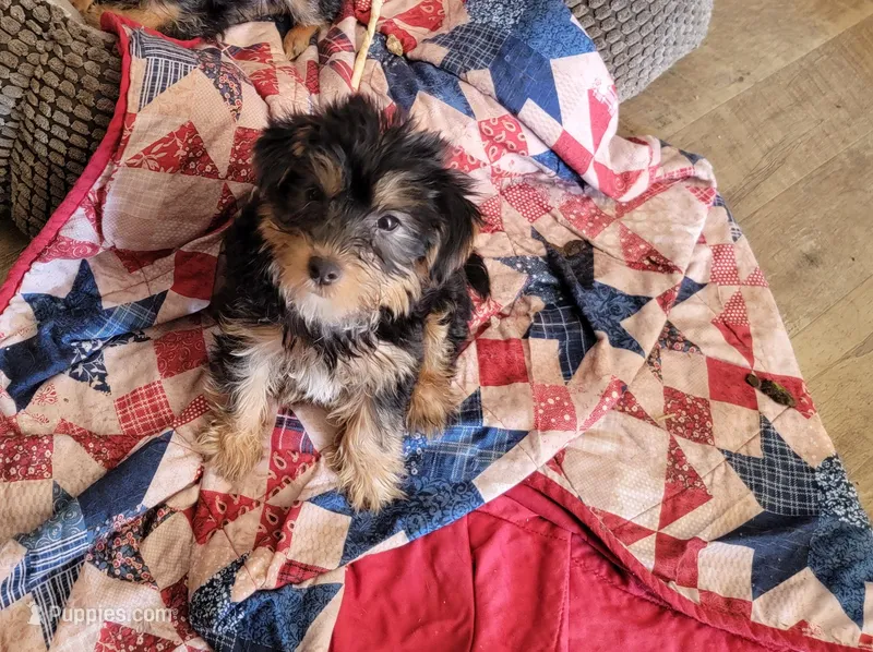 CHARLES.  ( AMERICAN PRT REGISTRY  ) – Yorkshire Terrier puppy for sale in Hartville, MO
