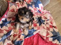 CHARLES.  ( AMERICAN PRT REGISTRY  ), a male Yorkshire Terrier for sale in Hartville, MO – Photo 1 of 3