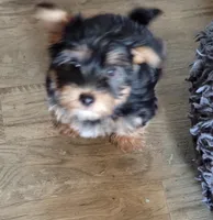 CHARLES.  ( AMERICAN PRT REGISTRY  ), a male Yorkshire Terrier for sale in Hartville, MO – Photo 2 of 3