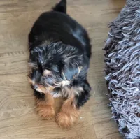 CHARLES.  ( AMERICAN PRT REGISTRY  ), a male Yorkshire Terrier for sale in Hartville, MO – Photo 3 of 3