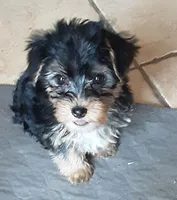 LILLY. (AMERICAN PET REGISTRY), a female Yorkshire Terrier for sale in Hartville, MO – Photo 1 of 4