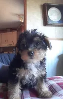 LILLY. (AMERICAN PET REGISTRY), a female Yorkshire Terrier for sale in Hartville, MO – Photo 4 of 4