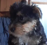 LILLY. (AMERICAN PET REGISTRY), a female Yorkshire Terrier for sale in Hartville, MO – Photo 2 of 4