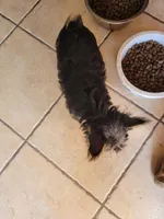 TIMMY American pet registry, a male Yorkshire Terrier for sale in Hartville, MO – Photo 4 of 4