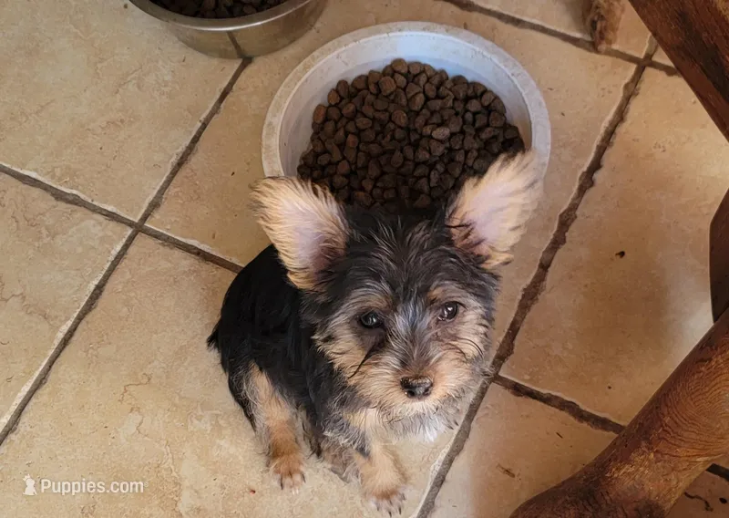 TIMMY American pet registry – Yorkshire Terrier puppy for sale in Hartville, MO