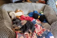 TIMMY American pet registry, a male Yorkshire Terrier for sale in Hartville, MO – Photo 1 of 4