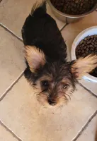 TIMMY American pet registry, a male Yorkshire Terrier for sale in Hartville, MO – Photo 3 of 4