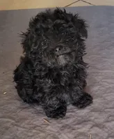 TEDDY, a male Yorkshire Terrier and Poodle - Miniature  for sale in Hartville, MO – Photo 2 of 3
