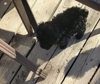 TEDDY, a male Yorkshire Terrier and Poodle - Miniature  for sale in Hartville, MO – Photo 3 of 3