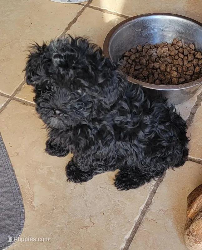 TEDDY – Yorkshire Terrier, Poodle - Miniature  puppy for sale in Hartville, MO