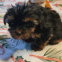 Ready Now. MAXWELL, a male Yorkshire Terrier for sale in Hartville, MO – Photo 4 of 4