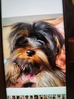 Ready Now. MAXWELL, a male Yorkshire Terrier for sale in Hartville, MO – 7 of 8