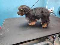 Ready Now. MAXWELL, a male Yorkshire Terrier for sale in Hartville, MO – Photo 3 of 4