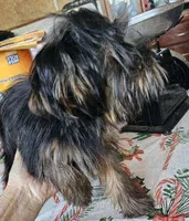 Ready Now. MAXWELL, a male Yorkshire Terrier for sale in Hartville, MO – 2 of 8