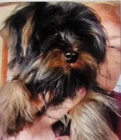 Ready Now. MAXWELL, a male Yorkshire Terrier for sale in Hartville, MO – 5 of 8
