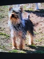 Ready Now. MAXWELL, a male Yorkshire Terrier for sale in Hartville, MO – 8 of 8