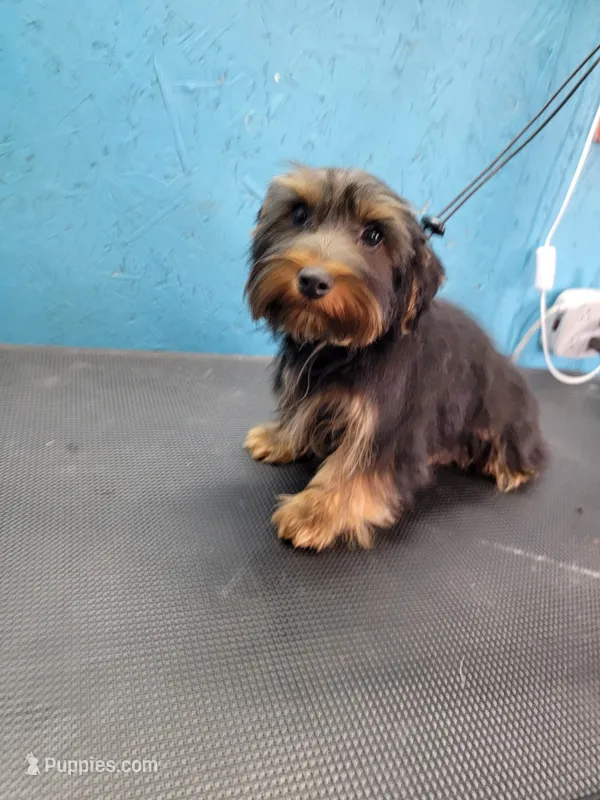 Ready Now. MAXWELL – Yorkshire Terrier puppy for sale in Hartville, MO
