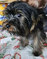 Ready Now. MAXWELL, a male Yorkshire Terrier for sale in Hartville, MO – 4 of 8