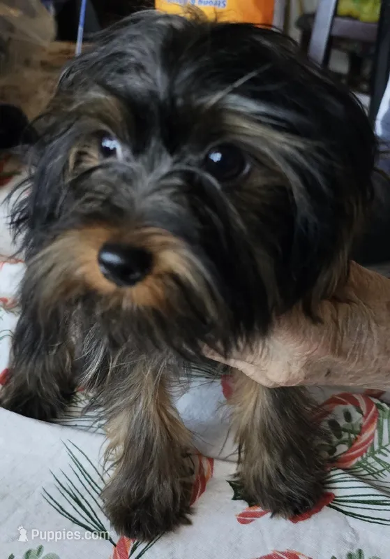 Ready Now. MAXWELL – Yorkshire Terrier puppy for sale in Hartville, MO