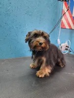 Ready Now. MAXWELL, a male Yorkshire Terrier for sale in Hartville, MO – Photo 2 of 4