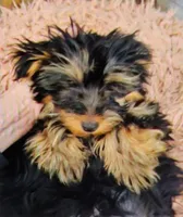 Ready Now. MAXWELL, a male Yorkshire Terrier for sale in Hartville, MO – 6 of 8