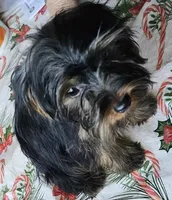 Ready Now. MAXWELL, a male Yorkshire Terrier for sale in Hartville, MO – 3 of 8