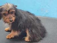 READY NOW  CHARIE AKC, a male Yorkshire Terrier for sale in Hartville, MO – Photo 2 of 5